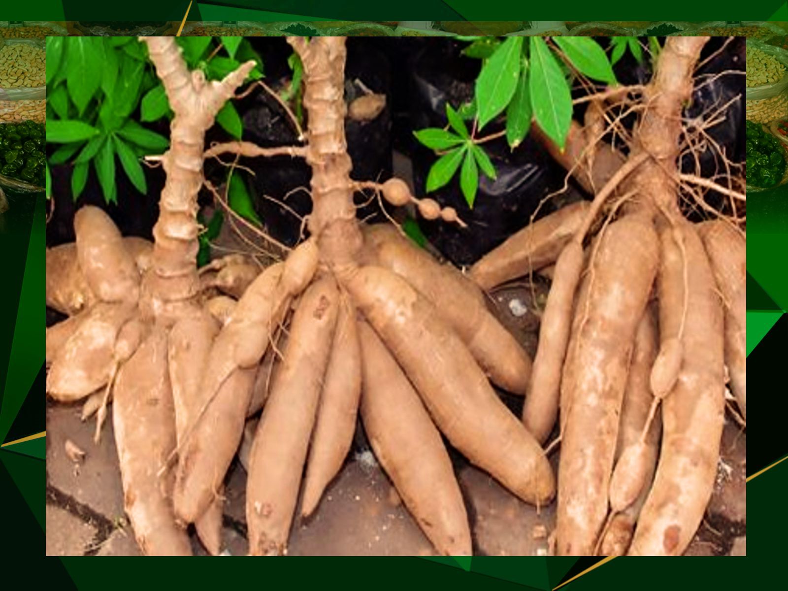 Root Crops